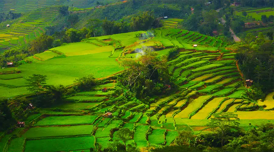 Flores rice terace